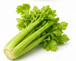 كرفس