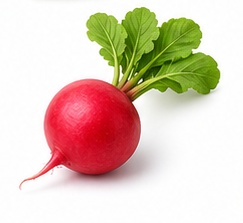 فجل أحمر